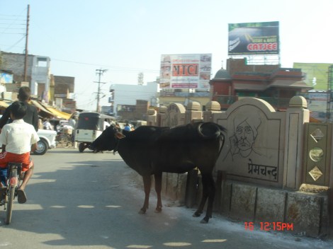 Sacred cow in Varanasi