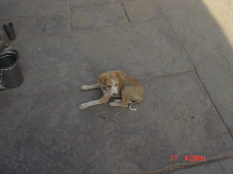 Cute puppy in Varanasi