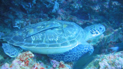green turtle