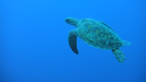 green turtle 