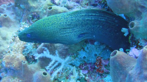 moray eel