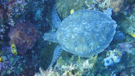 green turtle