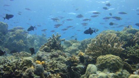 beautiful coral & reef fish