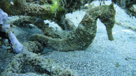 sea horse