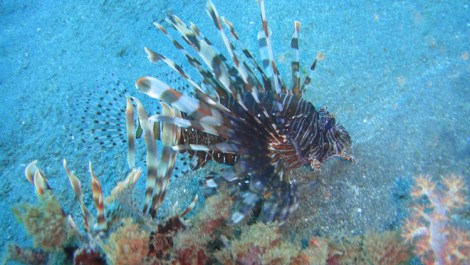 lion fish