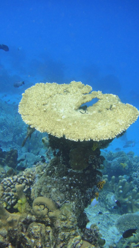 table coral