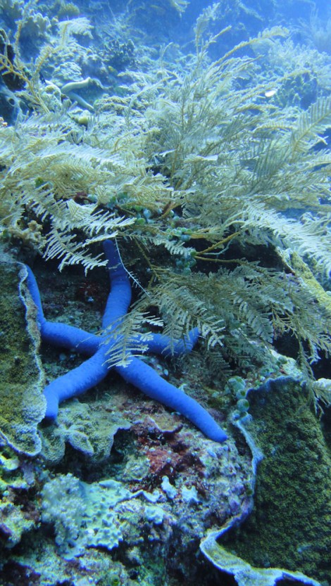 blue sea star