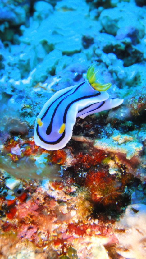 nudi branch