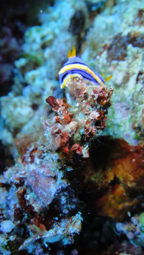 nudi branch