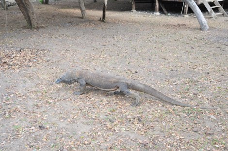 komodo dragon1