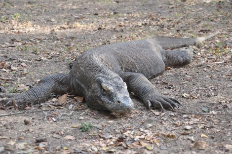 komodo dragon 2